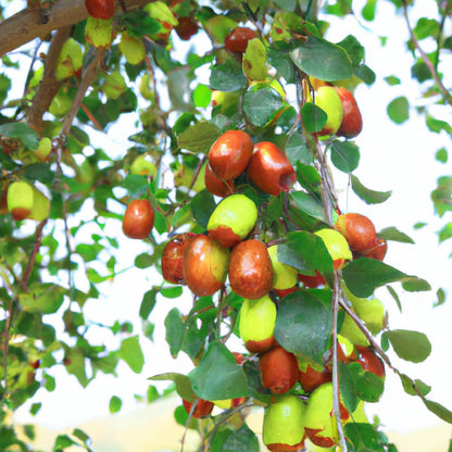 jujube seeds for planting Jujube (Ziziphus jujuba) Fruit Seeds for Planting – Heirloom, Non-GMO, – Pure Asia Seeds