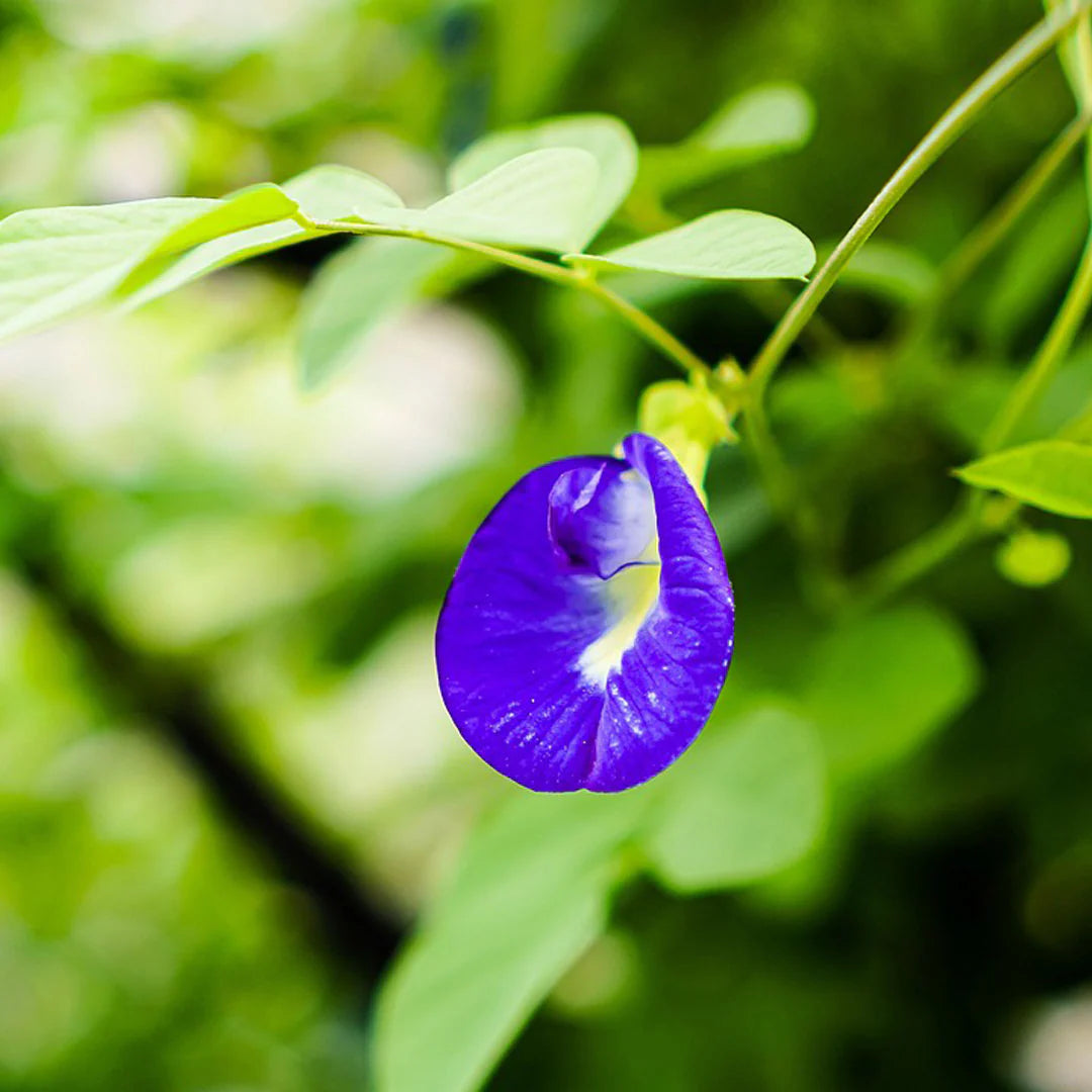 Butterfly Pea Flower Seeds