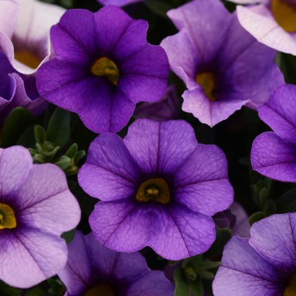 Futaba Petunia Kabloom Calibrachoa Seeds Tinted Purple Flower seeds for Planting Low Maintenance Heirloom & GMO Free Seeds for Home Garden
