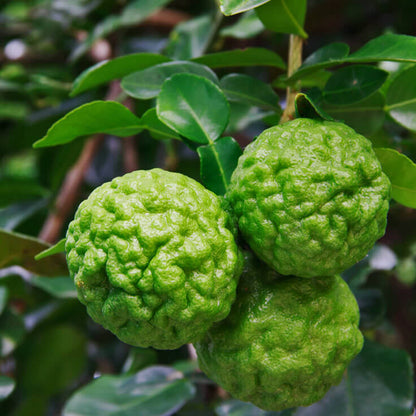 Kaffir Lime Fruit Seeds