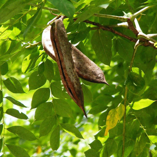 Kentucky Coffee Tree Seeds