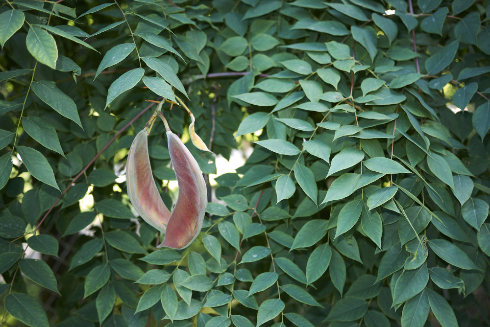 Kentucky Coffee Tree Seeds