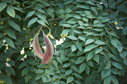 Kentucky Coffee Tree Seeds