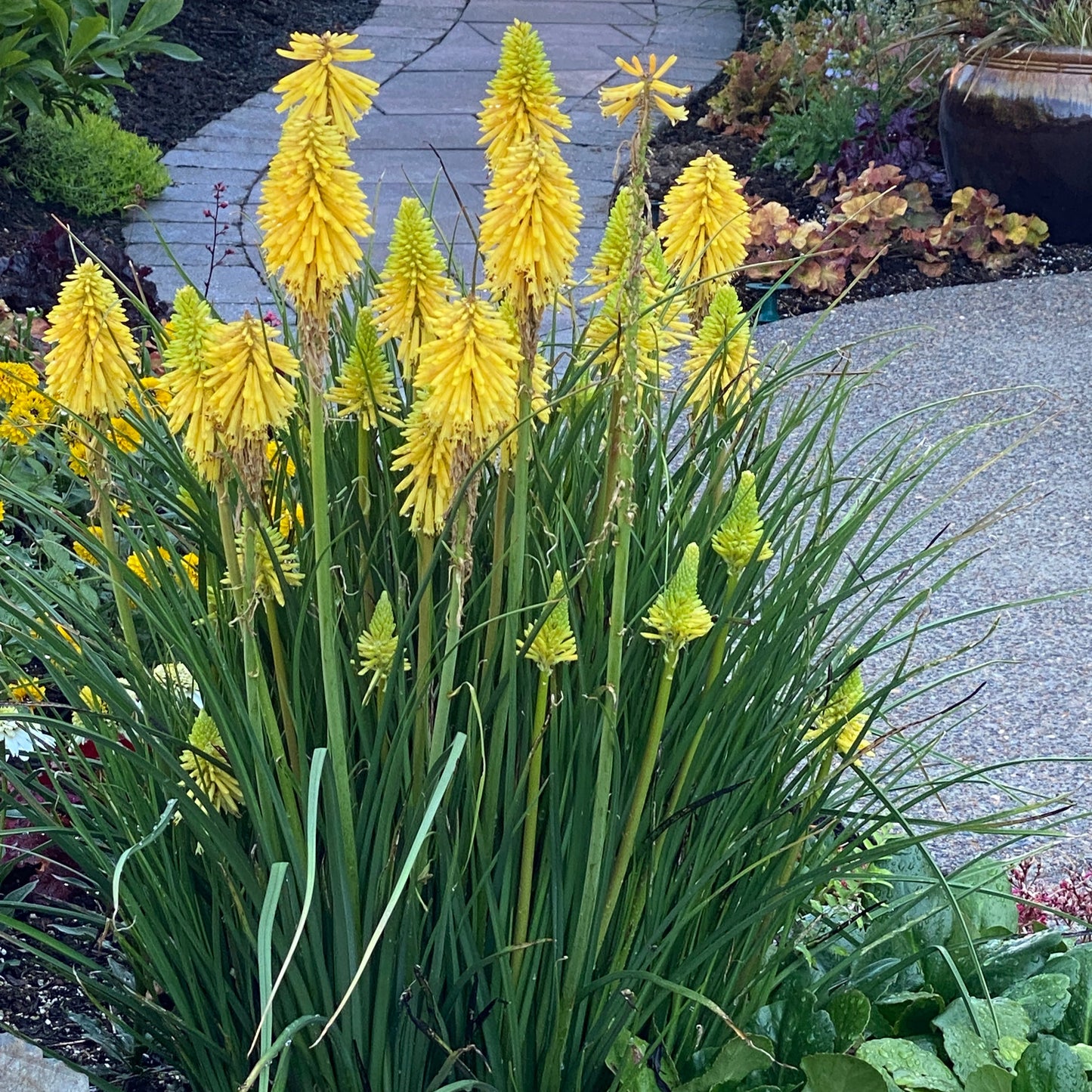Bright Yellow Hot Poker Flower  Seeds
