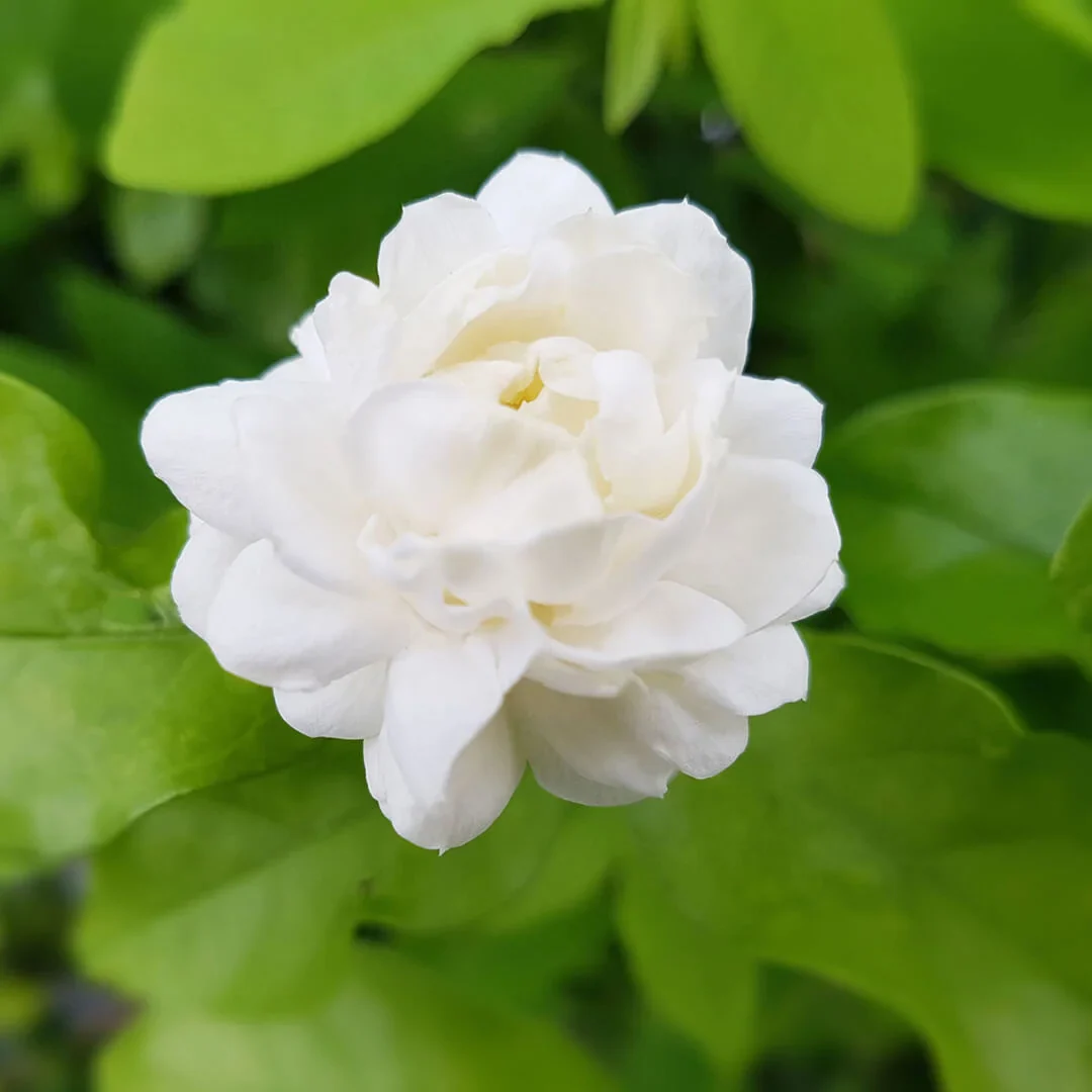 Cape Jasmine Flower Seeds