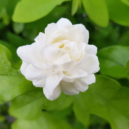 Cape Jasmine Flower Seeds