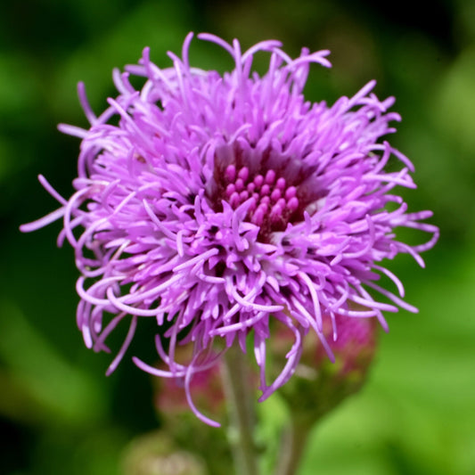 Liatris Ligulistylis Flower Seeds