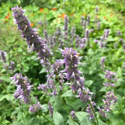 Korean Licorice Mint Herb Seeds