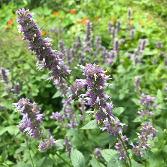 Korean Licorice Mint Herb Seeds