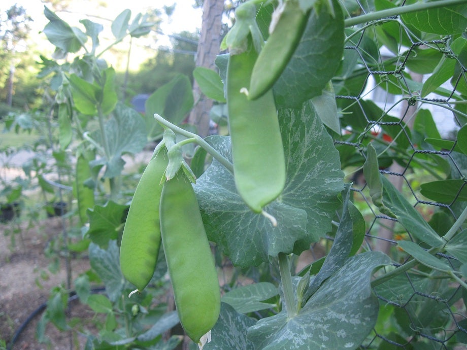 Oregon Sugar Pod Snow Pea Vegetable Seeds
