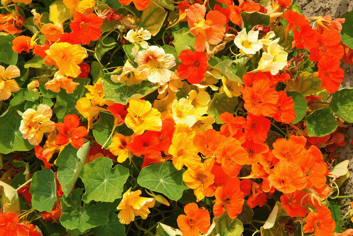 Kapuzinerkresse Flower seeds for Planting Long Bloom Season Heirloom & GMO Free Seeds for Home Garden 
 
 Sale for planting in home garden