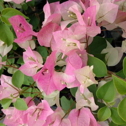 Light Pink Bougainvillea Flower Seeds