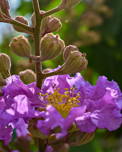 Lagerstroemia Speciosa Flower Seeds