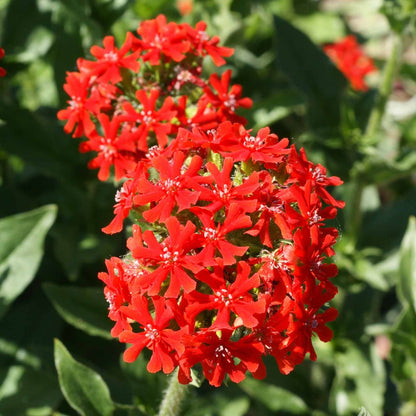 Red Lychnis Flower Seeds
