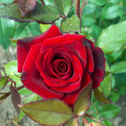 Red Rose Bush Flower Seeds