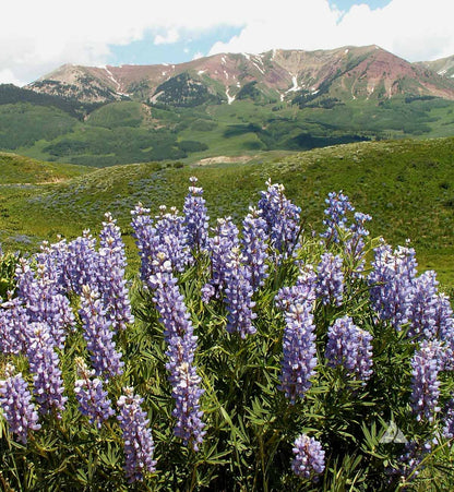 Lupinus Argenteus  Herb Seeds