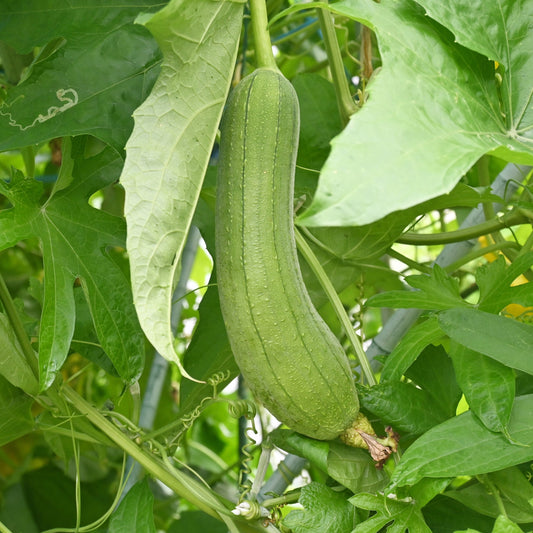 Sponge Gourd (Luffa Cylindrica) Vegetable Seeds for Planting – Heirloom, Non-GMO, Easy to Grow
