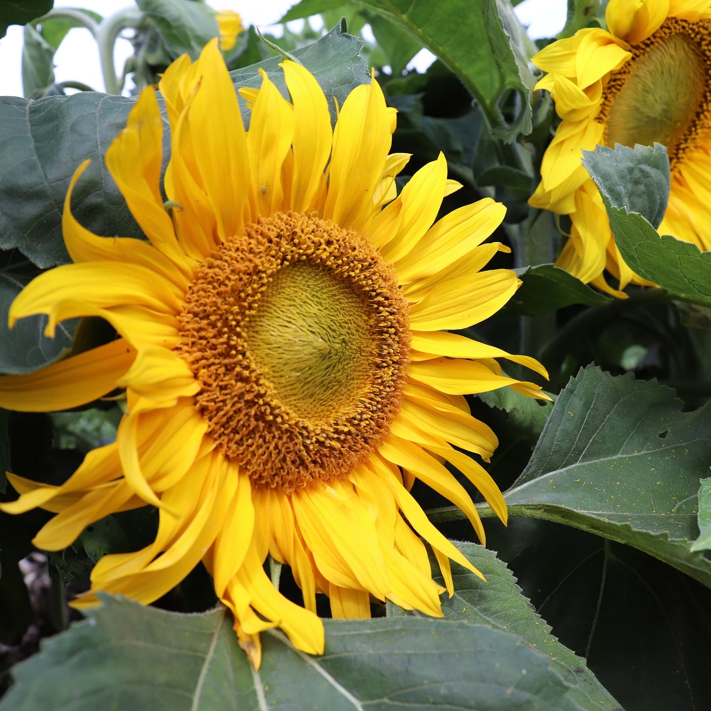 Dwarf Sunspot Sunflower Seeds