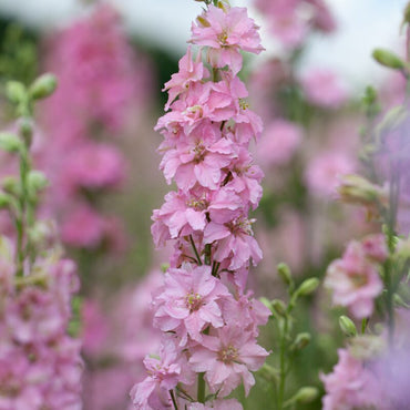 Larkspur Rose Queen Flower Seeds