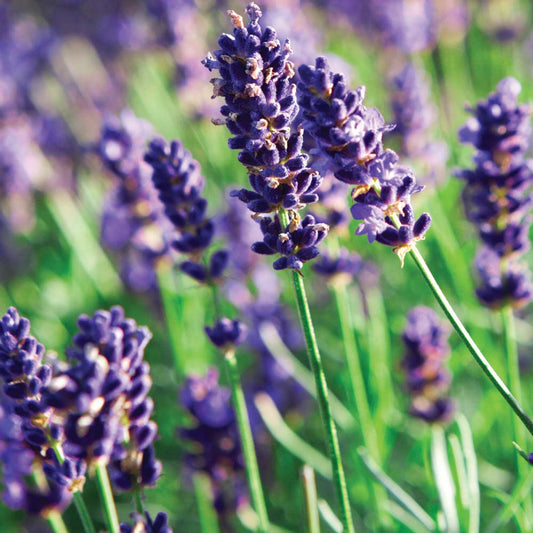 Lavandula Angustifolia Lavender Flower Seeds