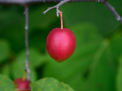 American Wild Plum Fruit  Seeds