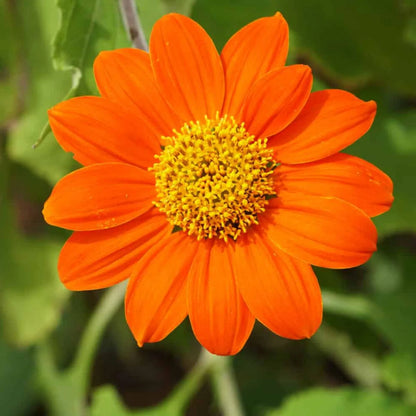 Orange Tithonia Speciosa Flower seeds for Planting - Perfect for Borders, Heirloom & GMO Free Seeds for Home Garden