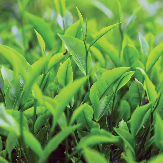 Tea Plant  Herb Seeds (Camellia Sinensis)