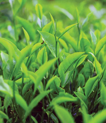 Tea Plant  Herb Seeds (Camellia Sinensis)