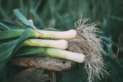 Large American Flag Leek Vegetable Seeds