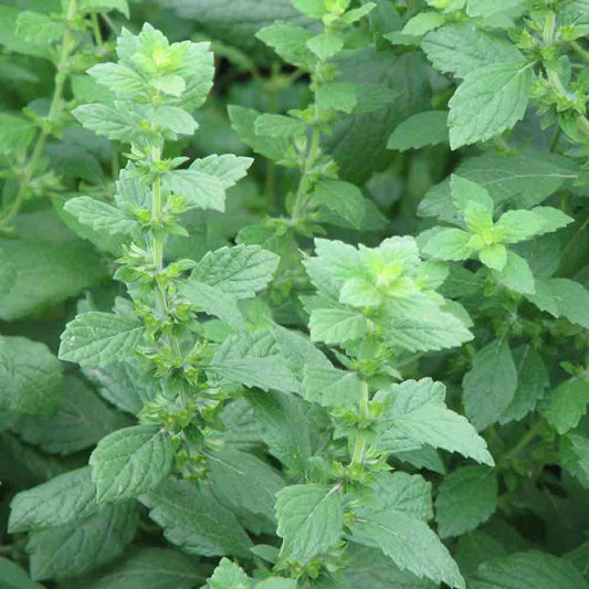 Lemon Balm Herb Seeds