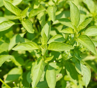 Lemon Basil Herb Seeds
