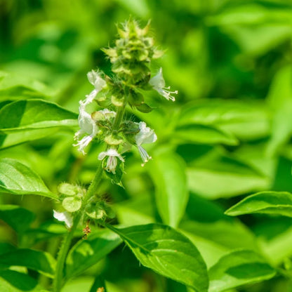 Lemon Basil Herb Seeds