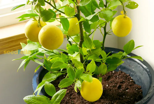 Lemon Fruit Seeds For Easy Planting Indoor & Outdoor Gardening heirloom non-gmo organic garden seeds