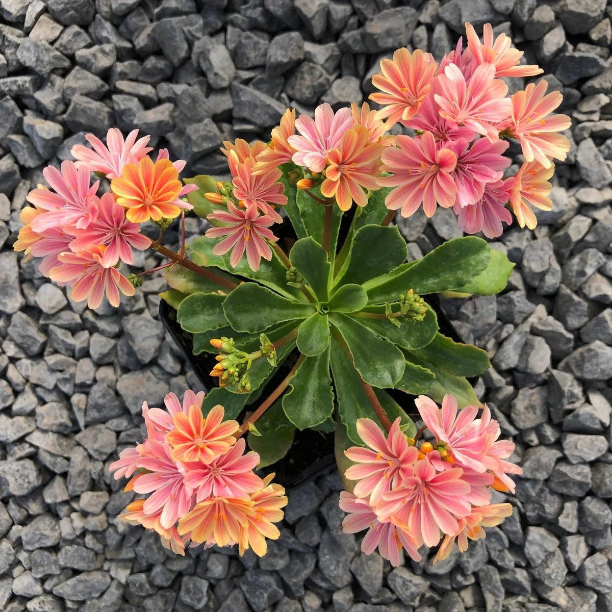 Heirloom Lewisia Flower seeds for Planting Drought Tolerant Heirloom & GMO Free Seeds for Home Garden