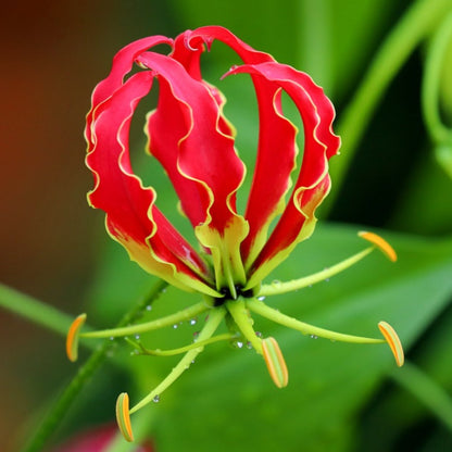 fire flower seeds Gloriosa Superba (Flame Lily) Flower Seeds for Planting – Heirloom, No – Pure Asia Seeds