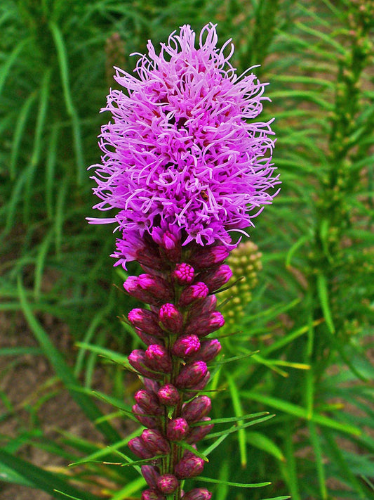 Liatris Spicata Flower seeds for Planting Bright Blooms Heirloom & GMO Free Seeds for Home Garden