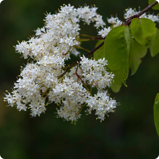 Semi di cespuglio di lillà giapponese bianco