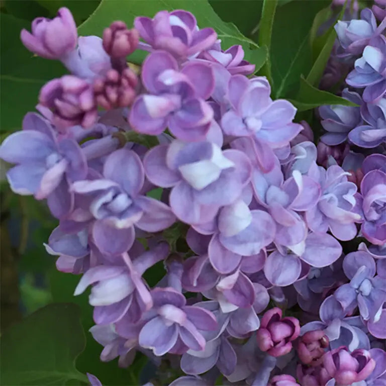 Lilac Syringa Vulgaris Seeds