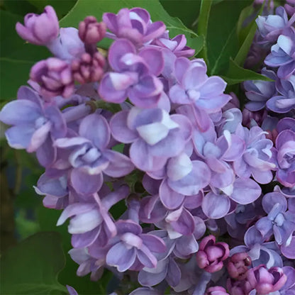 Lilac Syringa Vulgaris Seeds
