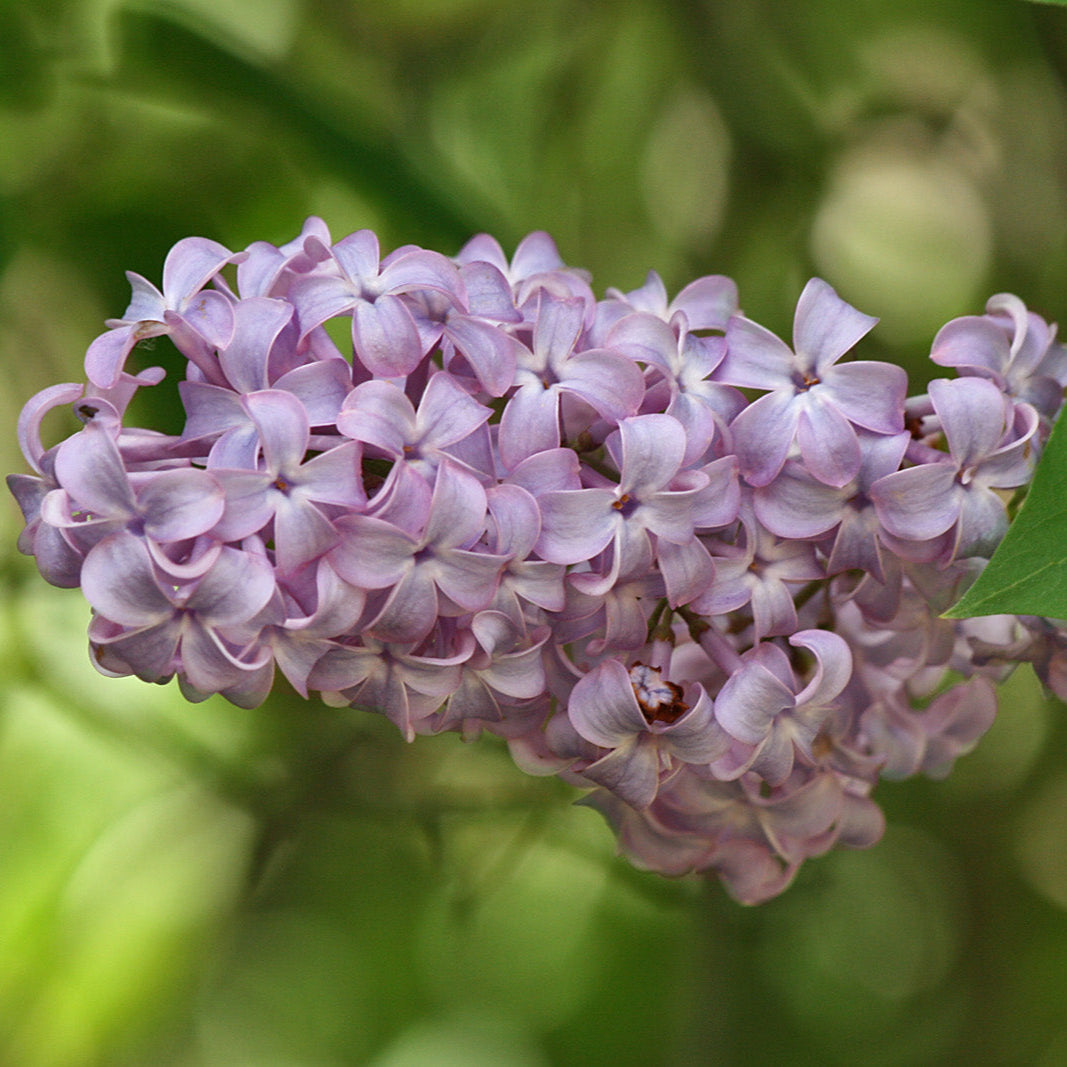 Lilac Syringa Vulgaris Seeds