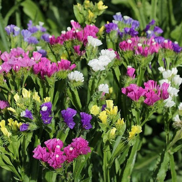 Statice Flower Seeds