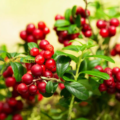 Lingonberry Seeds for Planting - Fresh Homegrown Berry Bush