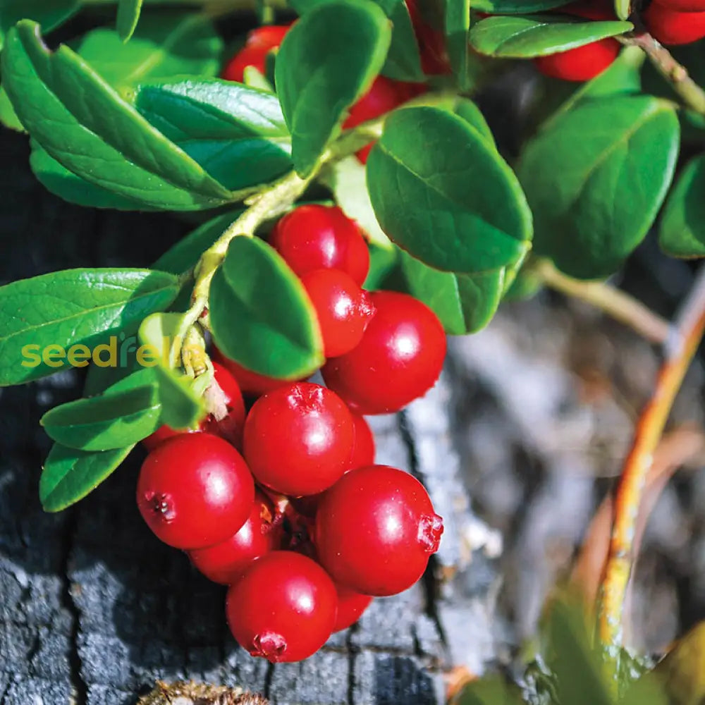 Lingonberry Seeds For Planting Fresh Homegrown Berry Bush heirloom non-gmo organic garden seeds