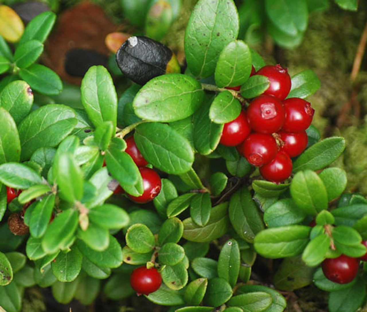 Semillas de arándano rojo