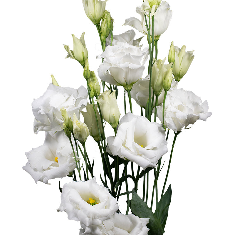 White (White Lisianthus) seeds for planting in home garden