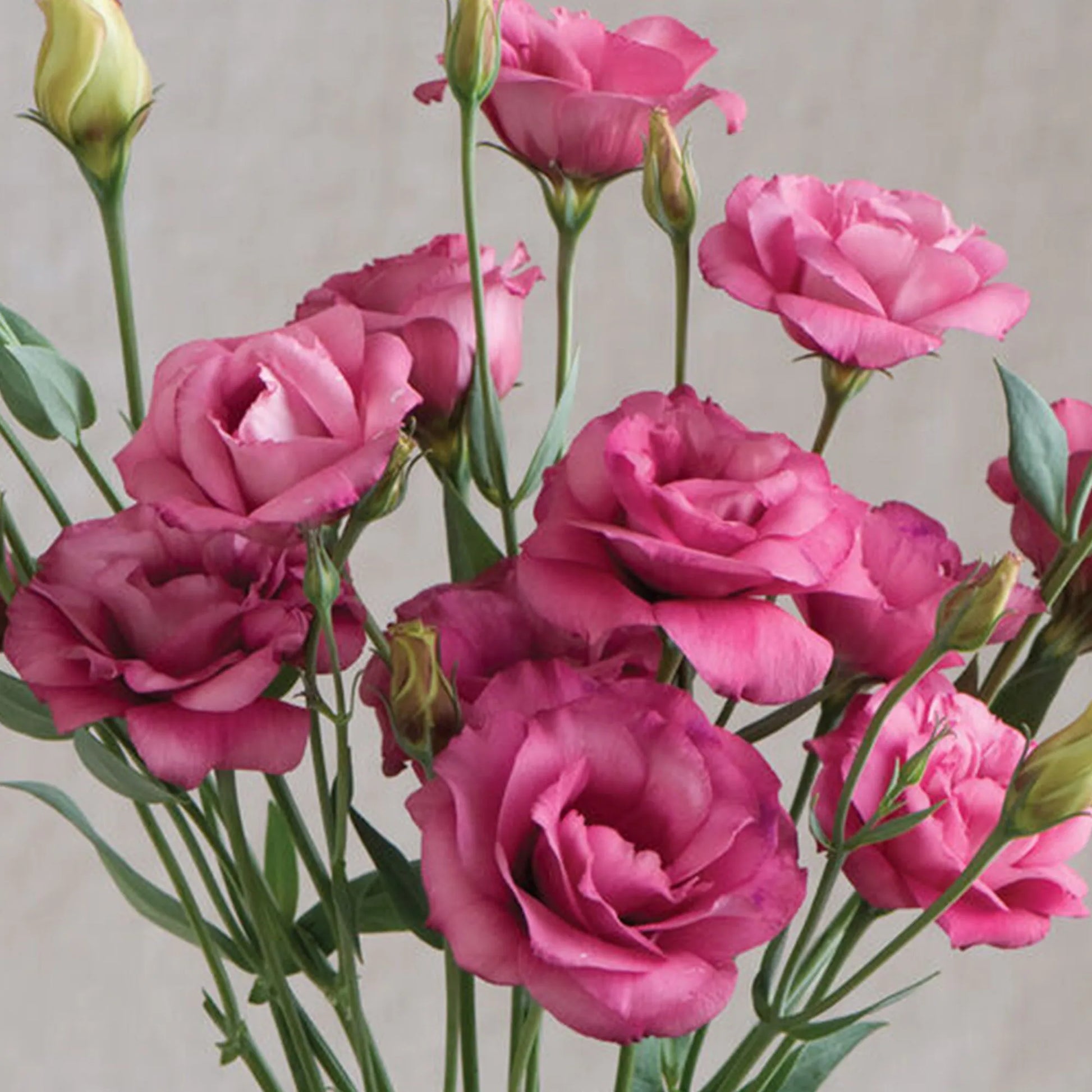 Lisianthus Grandiflorum Seeds for Gardening