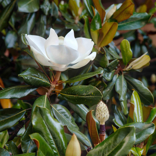 Southern Magnolia Flower Seeds