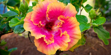 Pink Yellow Double Hibiscus Flower  Seeds