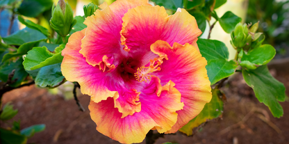 Pink Yellow Double Hibiscus Flower  Seeds