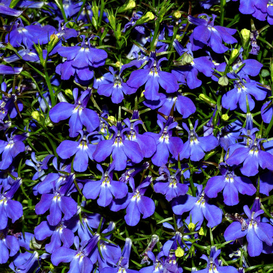 Lobelia Flower Seeds